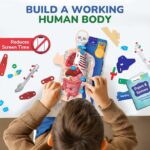 Interactive Human Body - Image 2
