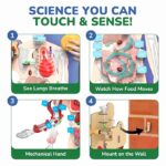 Interactive Human Body - Image 3